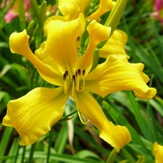 OLIVE GREENOUGH MESSER